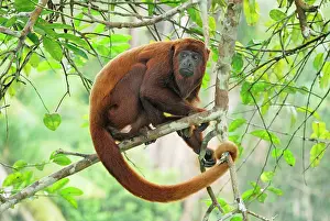 Howler: Red Howler Monkey