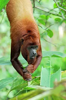 Howler: Red Howler Monkey