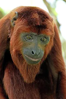 Howler: Red Howler Monkey