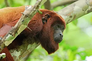 Howler: Red Howler Monkey
