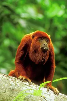 Howler: Red Howler Monkey