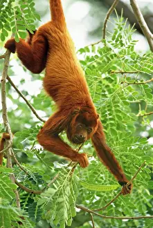 Prehensile: Red Howler Monkey