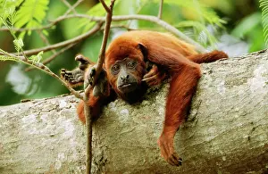 Anthropomorphic: Red Howler Monkey