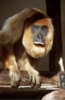 Mouths: RED HOWLER MONKEY