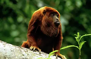 Howler: RED HOWLER MONKEY - ON BRANCH