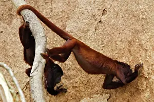 Zoopharmacognosy: Red Howler Monkey eating clay