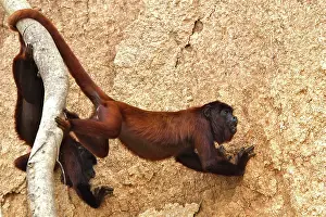 Zoopharmacognosy: Red Howler Monkey - eating clay