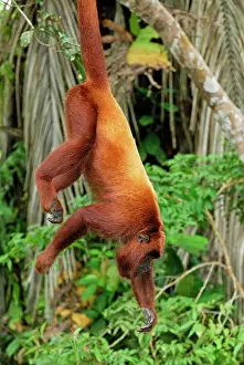 Alouatta: Red Howler Monkey - hanging by tail