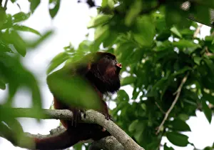 Howler: Red Howler Monkey - Male
