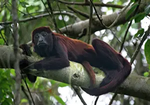Prehensile: Red Howler Monkey - Male in tree, using prehensile tail