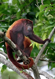 Prehensile: Red Howler Monkey - Male in tree, using prehensile tail