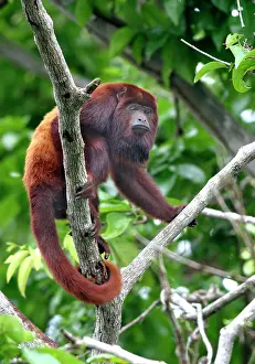 Prehensile: Red Howler Monkey - Male in tree, using prehensile tail