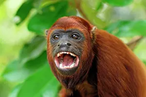 Howler: Red Howler Monkey - with mouth open