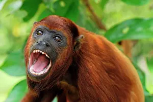 Howler: Red Howler Monkey - with mouth open