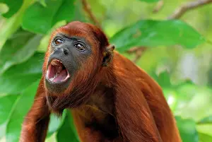Howler: Red Howler Monkey - with mouth open