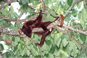 Howler: RED HOWLER MONKEY - in tree