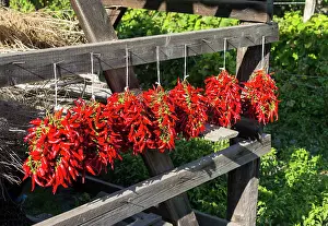 Peppers: Red Hungarian hot chili locally known as