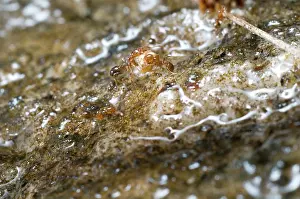 Appalachians: Red Imported Fire Ant
