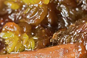 Appalachians: Red Imported Fire Ant
