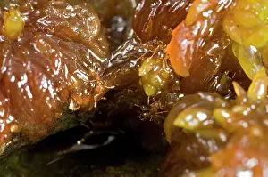 Appalachians: Red Imported Fire Ant