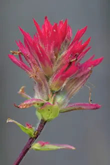 Castilleja: Red Indian Paintbrush flowering