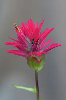 Castilleja: Red Indian Paintbrush flowering