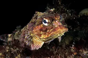 Lord: Red irish lord Hemilepidotus hemilepidotus Vancouver Island