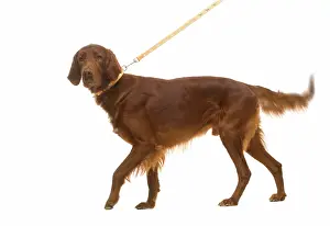 Wagging: Red / Irish Setter - on lead in studio, wagging tail