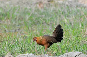 Ancestor: Red Jungle Fowl