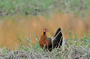 Ancestor: Red Jungle Fowl