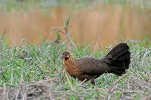 Ancestor: Red Jungle Fowl