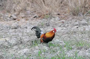 Ancestor: Red Jungle Fowl