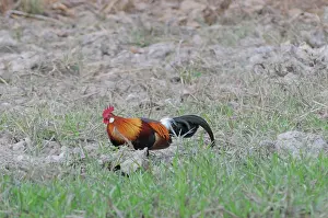Ancestor: Red Jungle Fowl