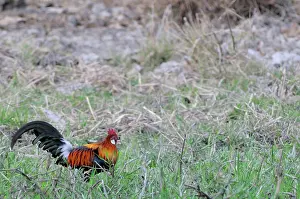 Ancestor: Red Jungle Fowl
