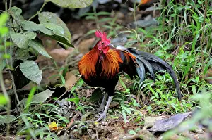 Philippine: Red Jungle Fowl
