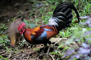 Philippine: Red Jungle Fowl