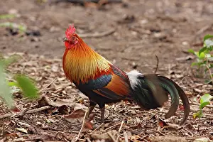 Junglefowl: Red Jungle Fowl - male