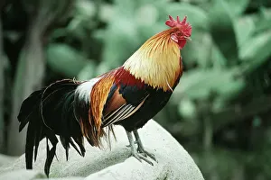 Junglefowl: Red JUNGLE FOWL - male, side view