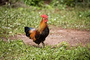 Junglefowl: Red Junglefowl
