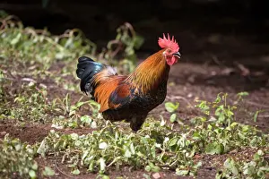 Junglefowl: Red Junglefowl