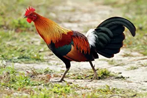 Junglefowl: Red Junglefowl