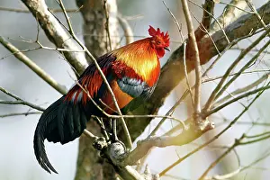 Junglefowl: Red Junglefowl