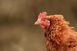 Cockerel: Red Junglefowl