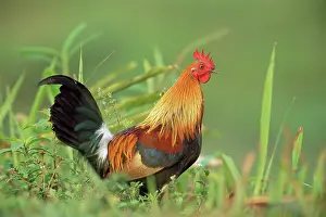 Junglefowl: Red Junglefowl