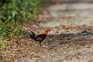 Assam: red junglefowl