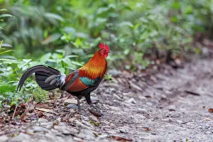 Assam: red junglefowl