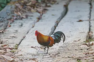 Oiseau: red junglefowl
