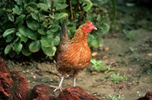 Junglefowl: Red JUNGLEFOWL - Female