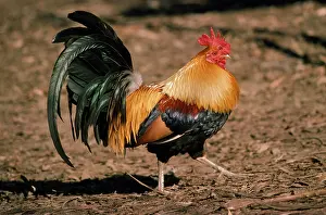 Junglefowl: Red JUNGLEFOWL - Male