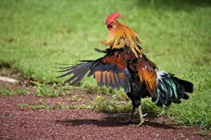 Junglefowl: Red Junglefowl rooster shaking feathers